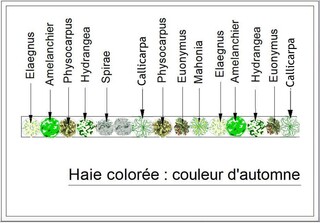  - Kit de haie : Haie couleurs d'automne - 15 plants - Kit haie