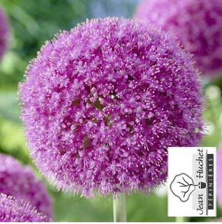 Allium Giganteum Bulbe Ail D Ornement Bulbe