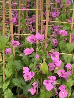 Bougainvillier - BOUGAINVILLIER ' Violet de Meze' - Plante grimpante