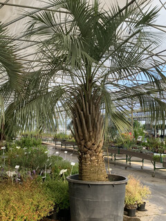 Butia 'Yataî 1'