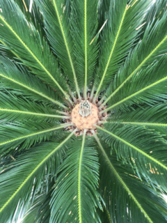 CYCAS revoluta 11