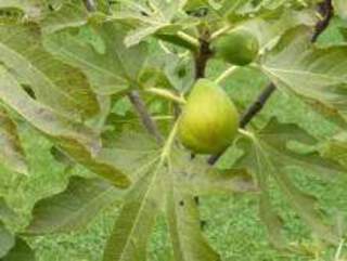 Ficus carica - FIGUIER 'Dalmatie' - Arbre fruitier