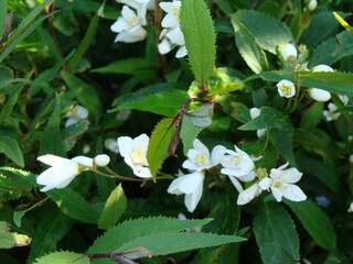 Deutzia nain - DEUTZIA crenata 'Nikko' - Arbuste