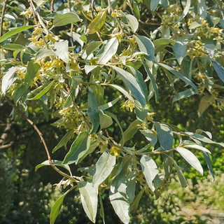 Elaeagnus-angustifolia