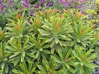 EUPHORBIA characias ‘Ascot Rainbow’