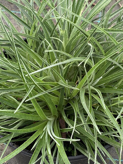 Fasciculaire bicolor - FASCICULARIA 'Bicolor' - Vivace