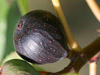 Ficus carica - FIGUIER 'Saint Pierre' - Arbre fruitier