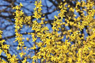 forsythia kit de haie