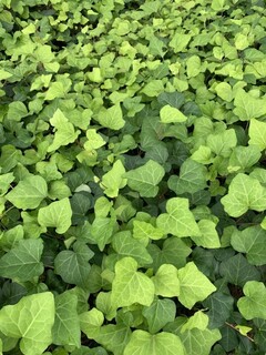 Lierre d'Algérie - HEDERA 'algeriensis' - Vivace