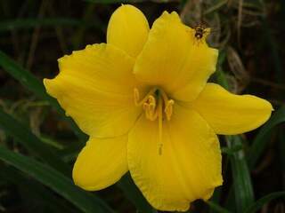 Lis d'un jour - HEMEROCALLIS 'Stella de Oro' - Vivace