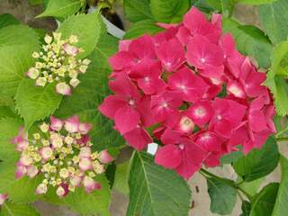 Hortensia - HYDRANGEA macrophylla 'Leuchtfeuer' - Arbuste