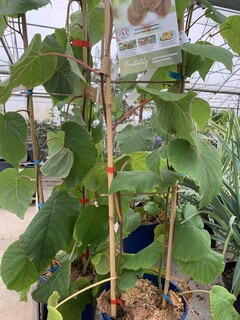 Actinidia deliciosa - KIWI duo jaune 'Kiw'happy' - Arbre fruitier