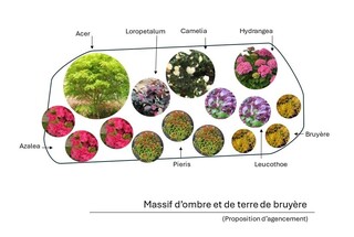  - Kit de massif : Ombre et terre de bruyère - 15 plants - Massifs