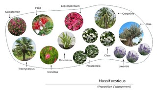  - Kit de massif : Massif exotique - 15 plants - Massifs