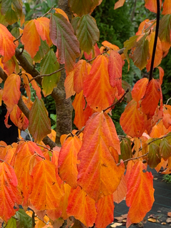 PARROTIA-Persica