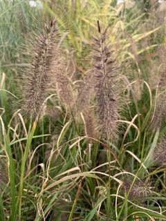 Herbe aux écouvillons - PENNISETUM alopecuroides 'Moudry' - Graminées