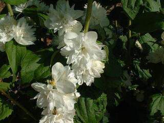 Seringat - PHILADELPHUS 'Minnesota Snowflake' - Arbuste