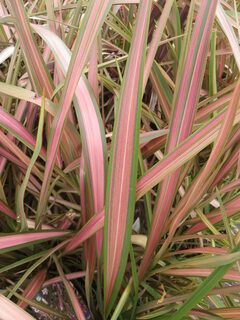 Lin de Nouvelle Zélande - PHORMIUM 'Jester' - Arbuste