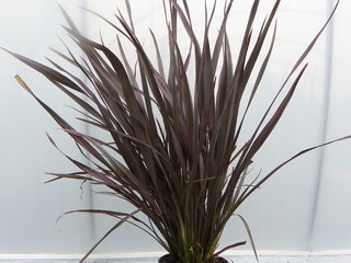 Lin de Nouvelle-Zélande - PHORMIUM tenax 'Purpureum' - Arbuste