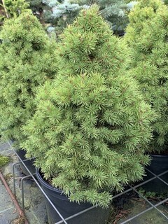 Sapinette blanche - PICEA albertiana 'Conica' - Conifère nain