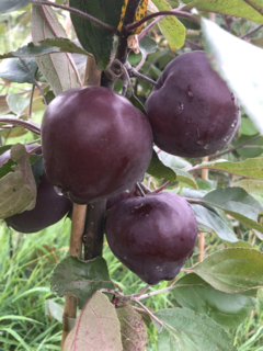 Malus communis - POMMIER 'Baya Marisa' - Arbre fruitier