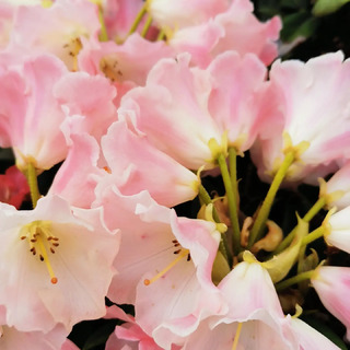 Rhododendron - Arbre à roses - RHODODENDRON yakushimanum 'Percy Wiseman' - Terre de bruyère