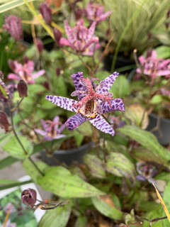 Tricyrtis - TRICYRTIS hirta 'Miyazaki' - Vivace