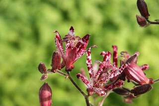 Tricyrtis - TRICYRTIS formosa 'Dark Beauty' - Vivace