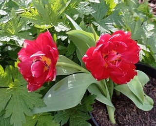 TULIPE 'Oncle Tom' int