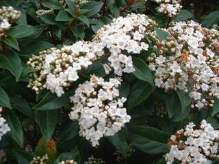 Viburnum tinus