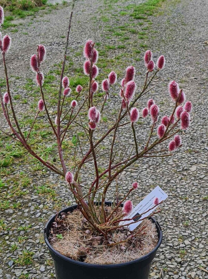 Saule japonais Mont Aso - SALIX chaenomeloides 'Mount aso' - Arbuste