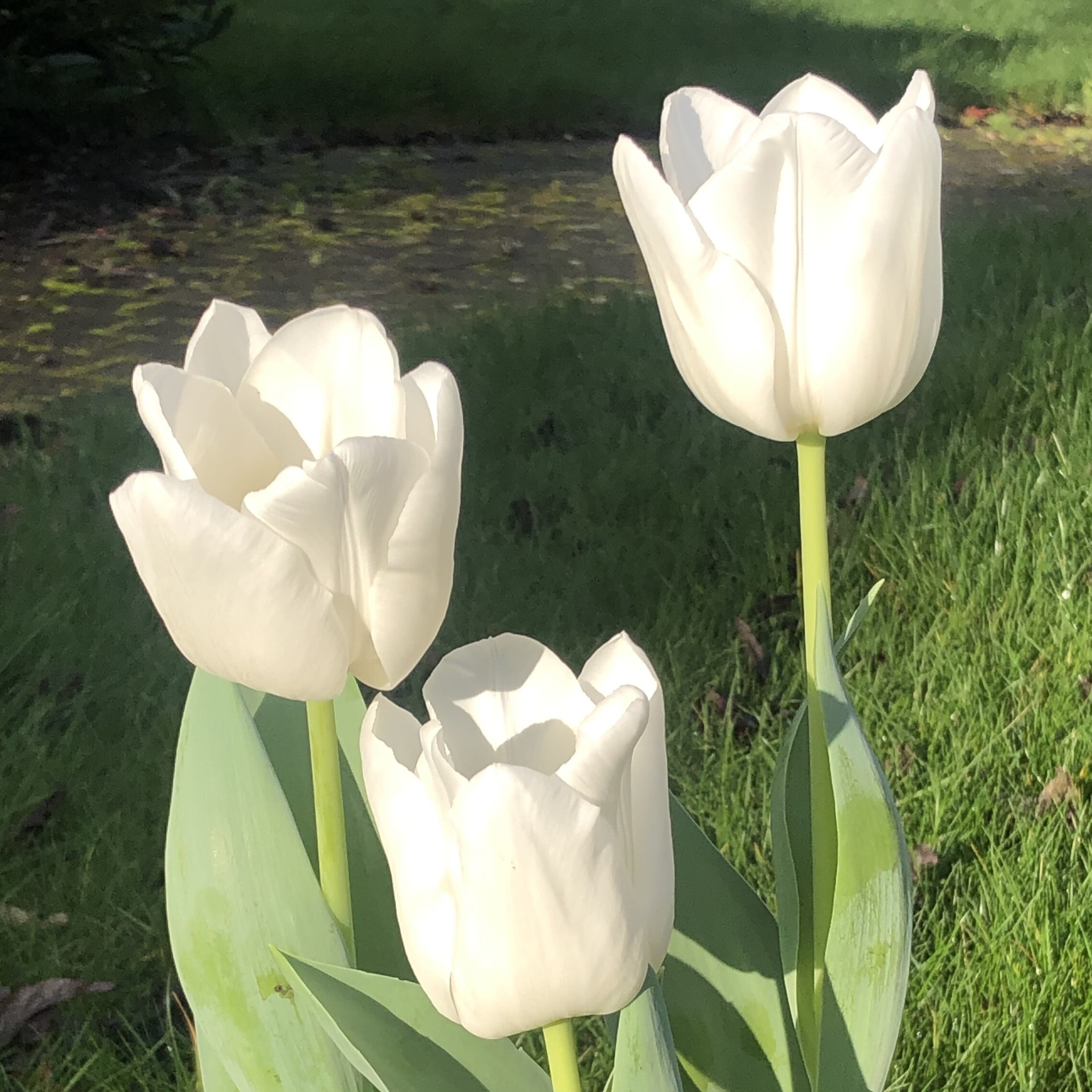 Tulipe - Tulipes 'Calgary Sensation' - Bulbe